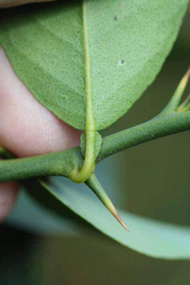            Petiole (Stow #7, Riverside, CA)   